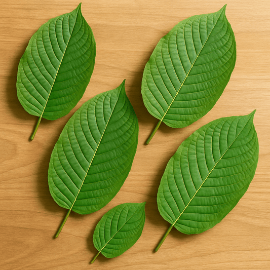 AgmaFocus educational guide covering kratom benefits, risks, and responsible botanical use.