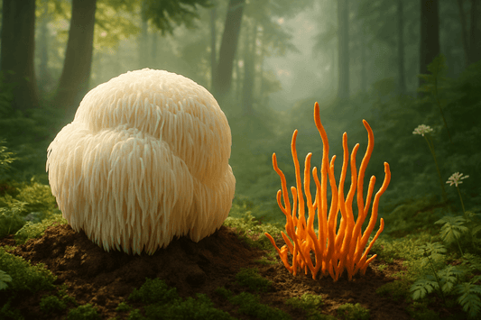 AgmaFocus Lion's Mane and Cordyceps medicinal mushrooms for cognitive support and natural energy.