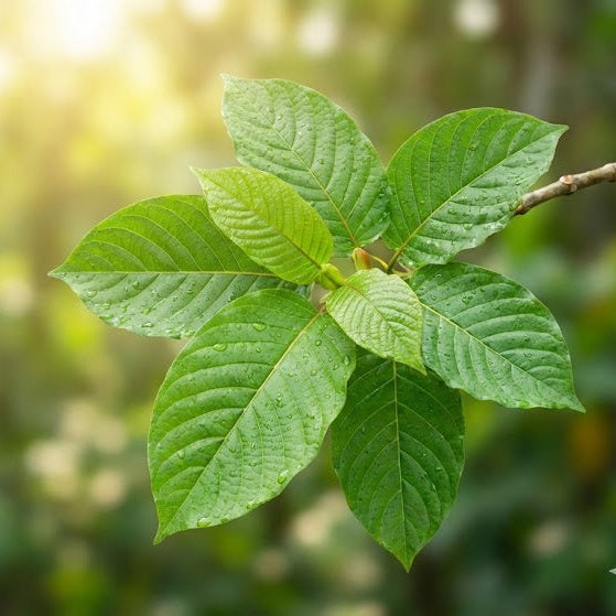 Close-up of green leaves on a branch with a blurred natural background